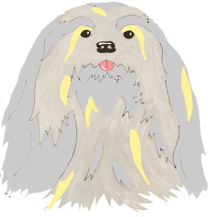 Lhasa Apso